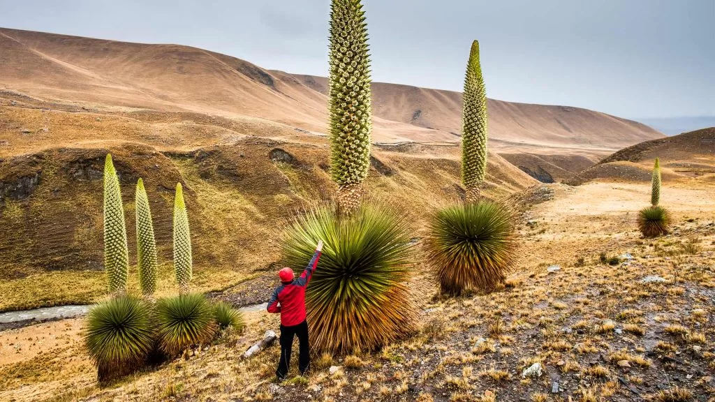 Ayacucho Fondo