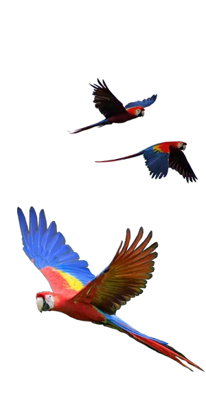 Silueta Madre de Dios